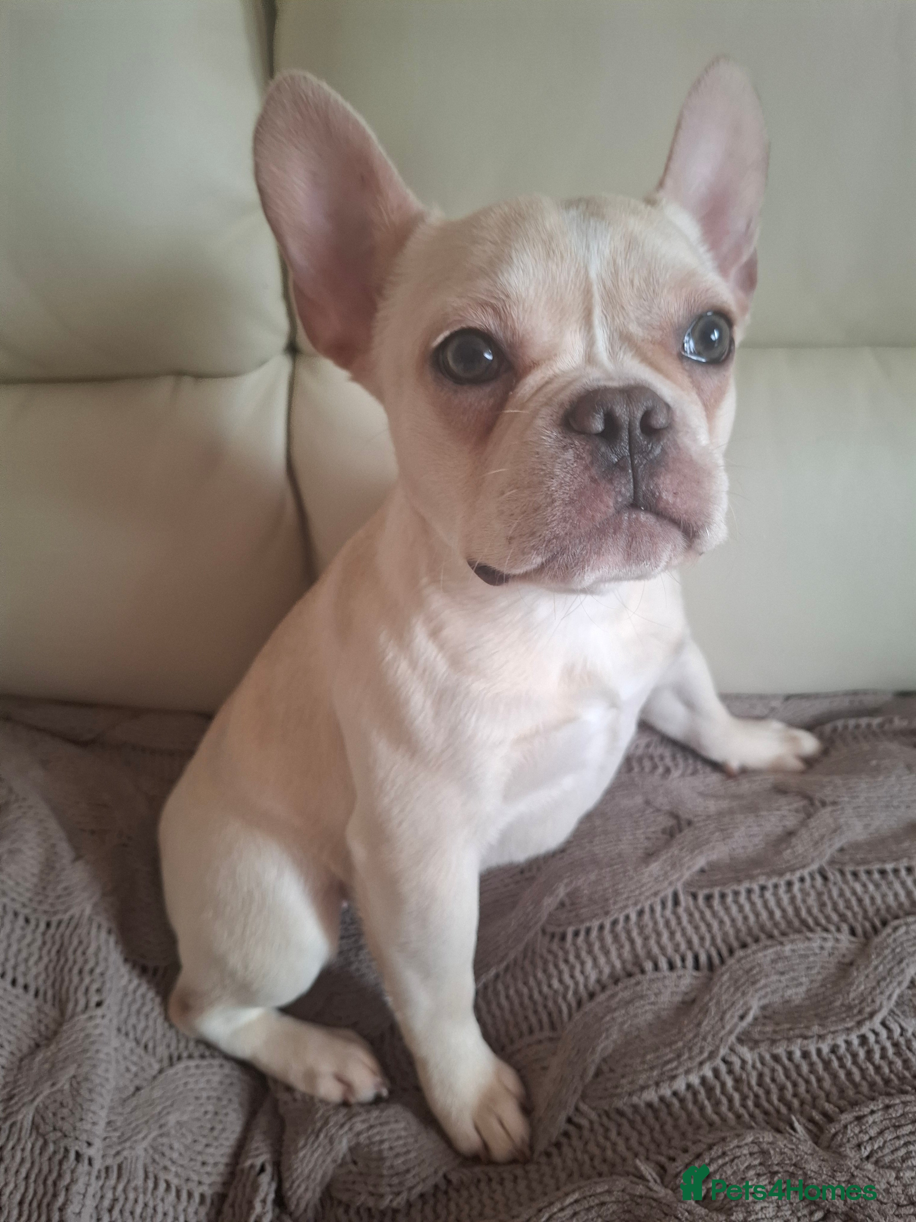 French Bulldog dogs French bulldog  - Advert 1