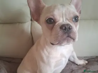 French Bulldog dogs French bulldog - Advert 1
