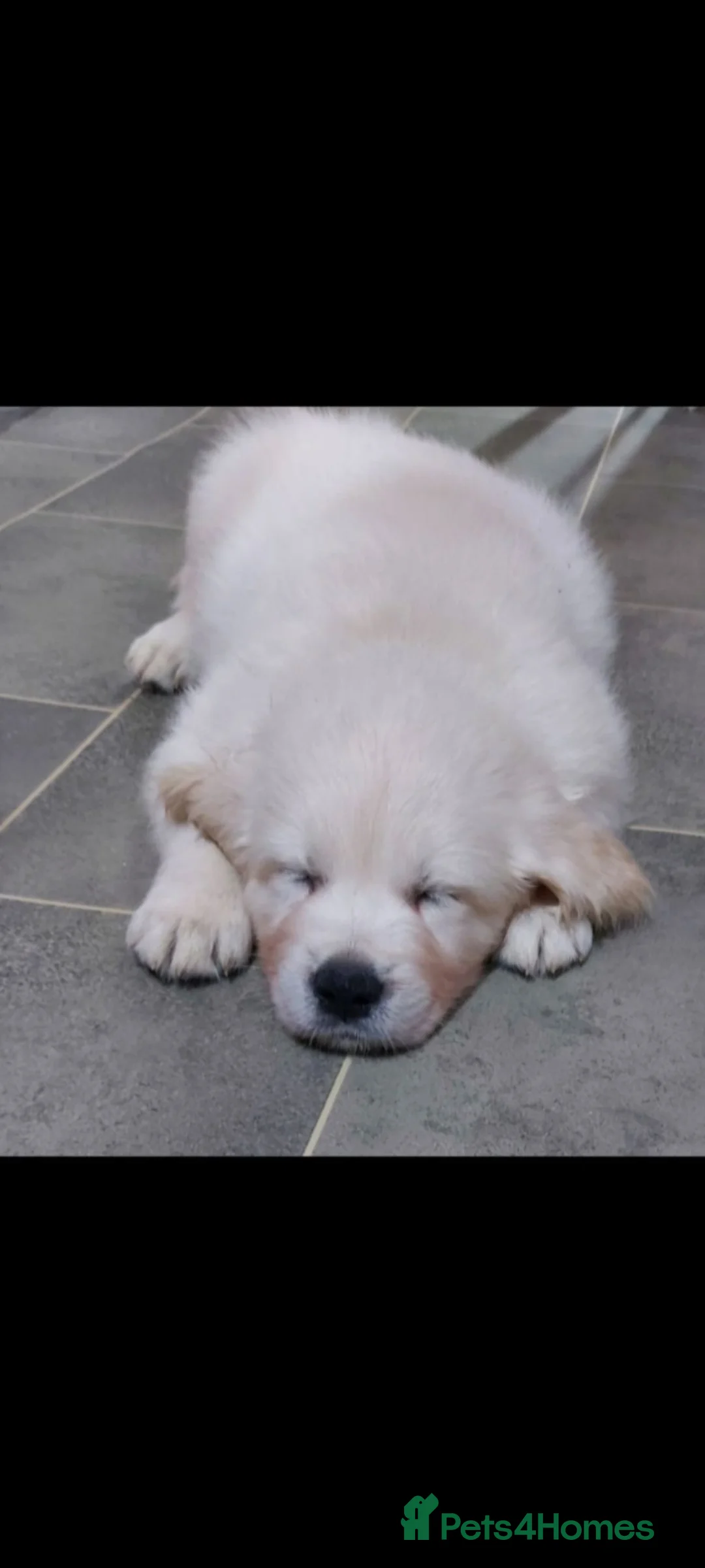 Golden Retriever dogs for sale: Golden Retriever pups looking for forever homes  - Advert 2