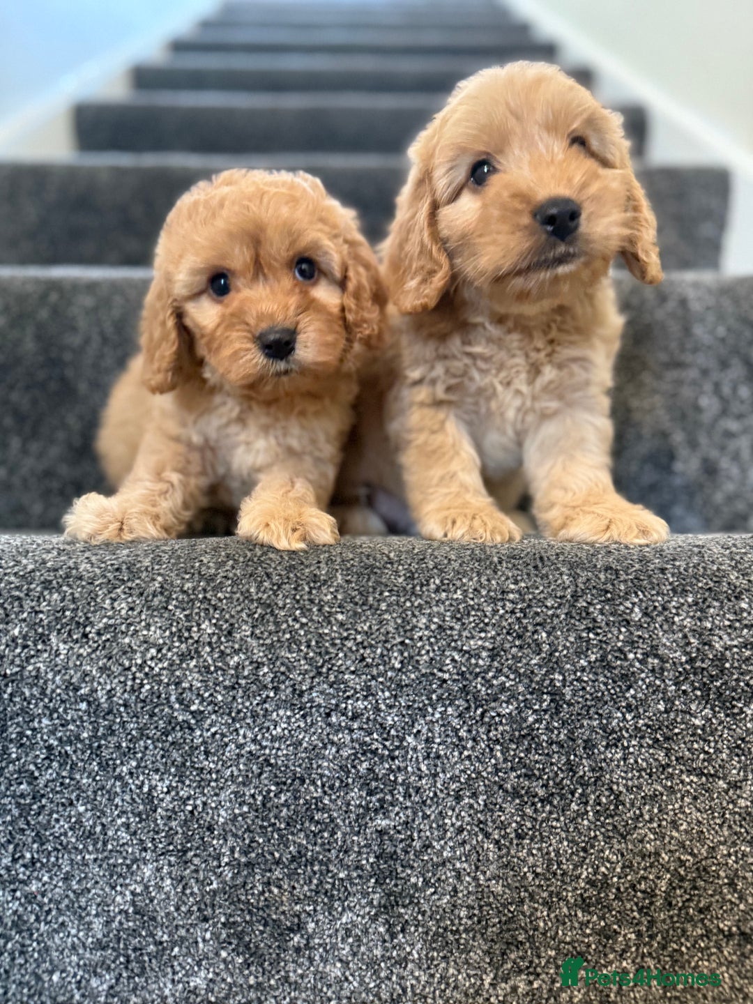 Cockapoo dogs for sale: Ready to go forever home one girl left  - Image 18