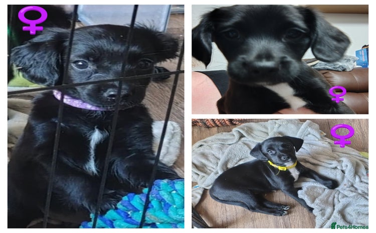 Mixed Breed dogs in Hereford - Advert 6