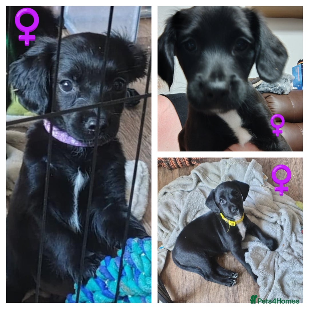 Mixed Breed dogs for sale: READY SPROCKER JACK PUPS + BAG in Hereford - Image 2