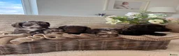 Cockapoo dogs for sale: Cockerpoo puppies  in Pontyclun - Advert 8