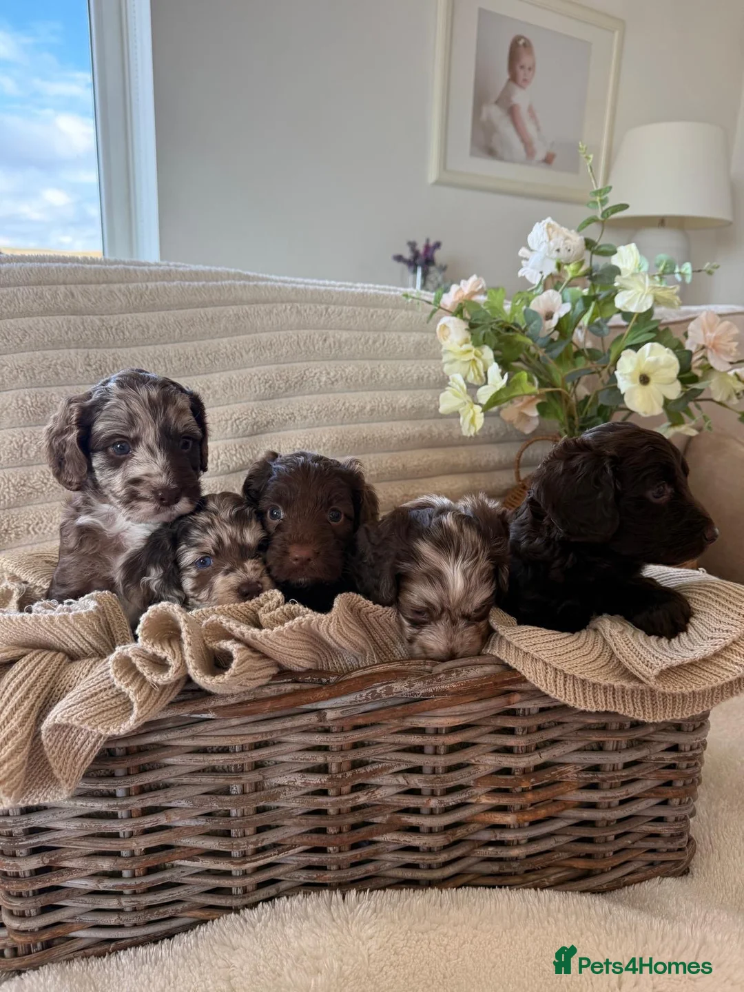 Cockapoo dogs for sale: Cockerpoo puppies  in Pontyclun - Advert 8