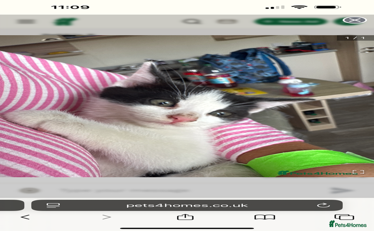 Mixed Breed cats - Advert 15
