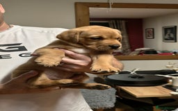 Labrador Retriever dogs for sale: Labrador Love Nuggets - 7 left - Image 14