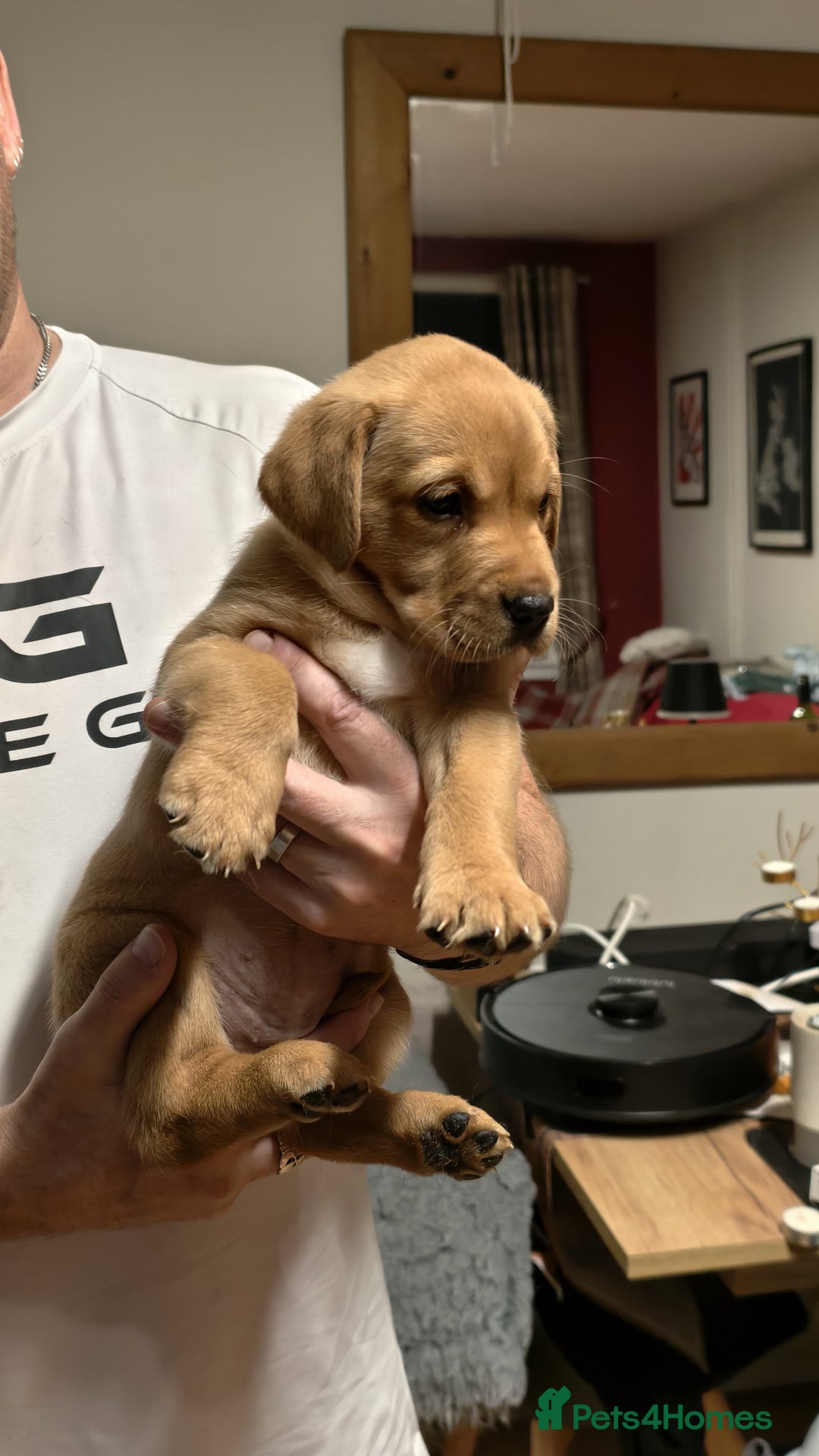 Labrador Retriever dogs for sale: Labrador Love Nuggets - 7 left - Image 14