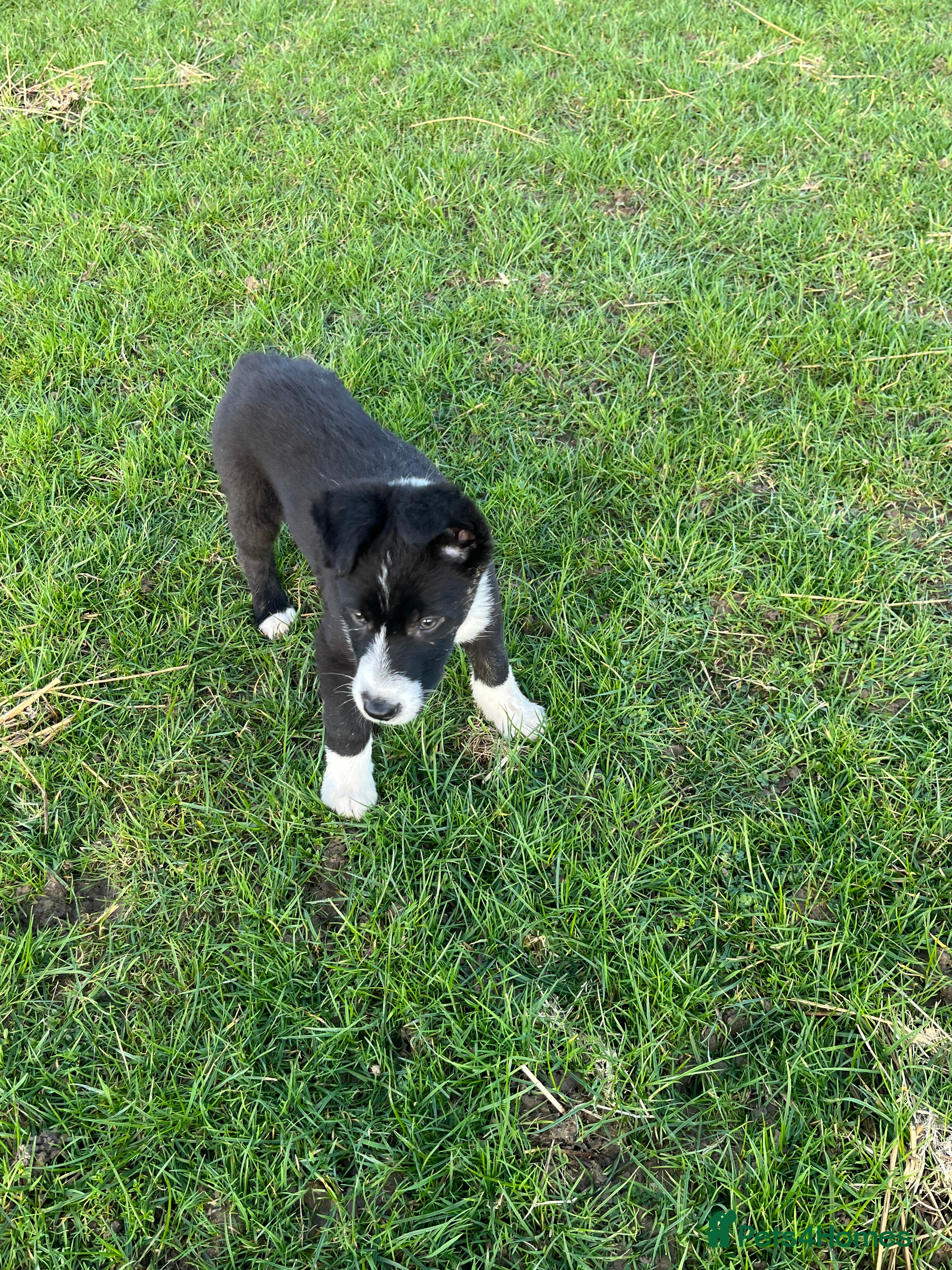 Mixed Breed dogs One beautiful Beardie x Collie  - Advert 3