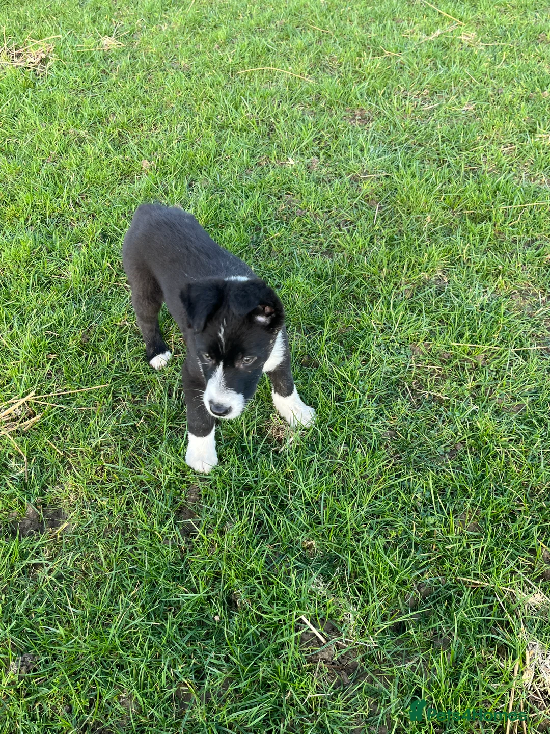 Mixed Breed dogs for sale: One beautiful Beardie x Collie  - Advert 1
