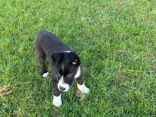 Mixed Breed dogs One beautiful Beardie x Collie - Advert 4
