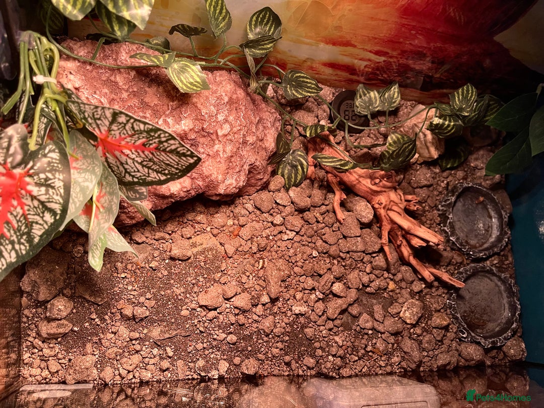 Gecko reptiles for sale: Green and Tangerine Leopard Gecko - Juvenile  - Image 5