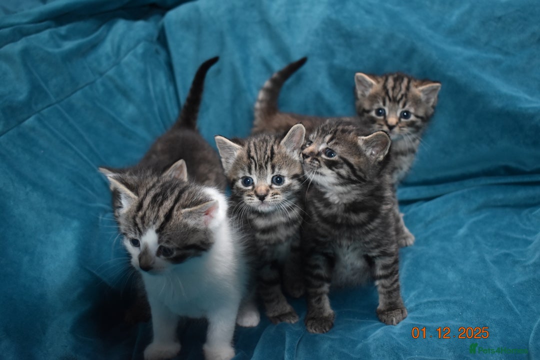 Mixed Breed cats for sale: 5 gorgeous kittens for reservation  - Advert 5