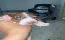 Miniature Dachshund dogs for sale: 2 miniature dachound for sale white/brown  - Image 3