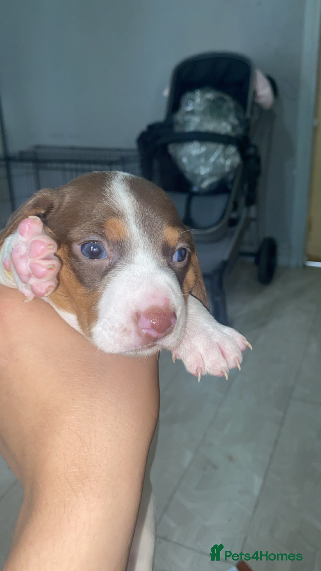 Miniature Dachshund dogs for sale: 2 miniature dachound for sale white/brown  - Image 3