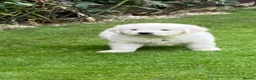 Golden Retriever dogs for sale: Kc golden retrievers  - Advert 34