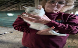 Mixed Breed cats for adoption: Banana for adoption - Advert 7