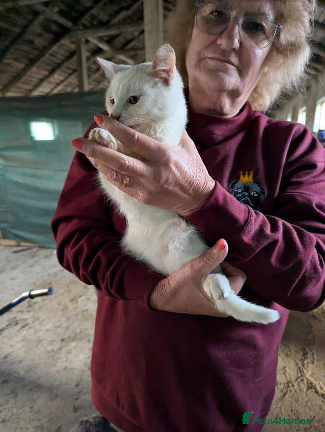 Mixed Breed cats for adoption: Banana for adoption - Advert 7