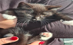 Mixed Breed cats for sale: Black and white kittens  - Image 13