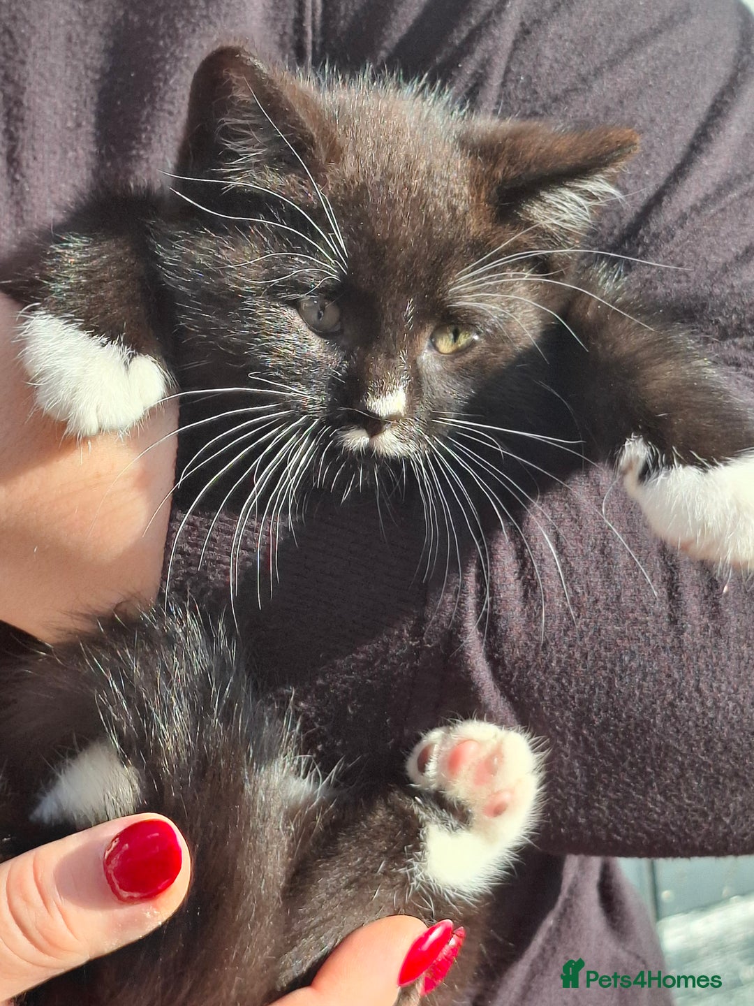 Mixed Breed cats for sale: Black and white kittens  - Image 13