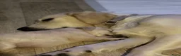 Golden Retriever dogs for sale: Beautiful golden babies  - Advert 3