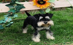 Miniature Schnauzer dogs for sale: KC reg health tested miniature schnauzer puppies  - Image 10