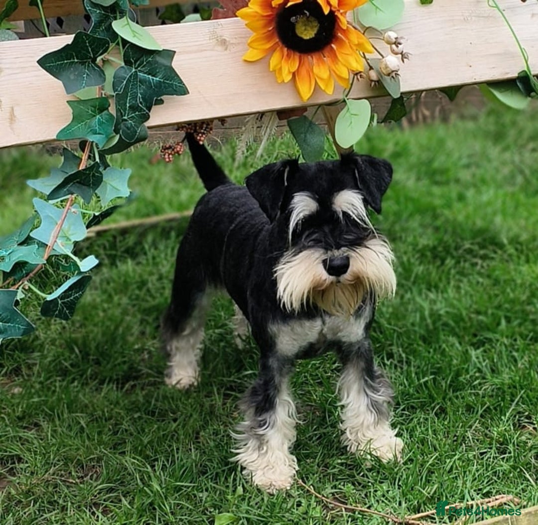Miniature Schnauzer dogs for sale: KC reg health tested miniature schnauzer puppies  - Image 10