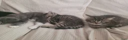 Mixed Breed cats for sale: Adorable Kittens Looking for Loving Homes - Advert 4