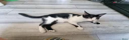 Domestic Shorthair cats for adoption: Alberto - Adopt Cats in Crisis East Ldn - Advert 3