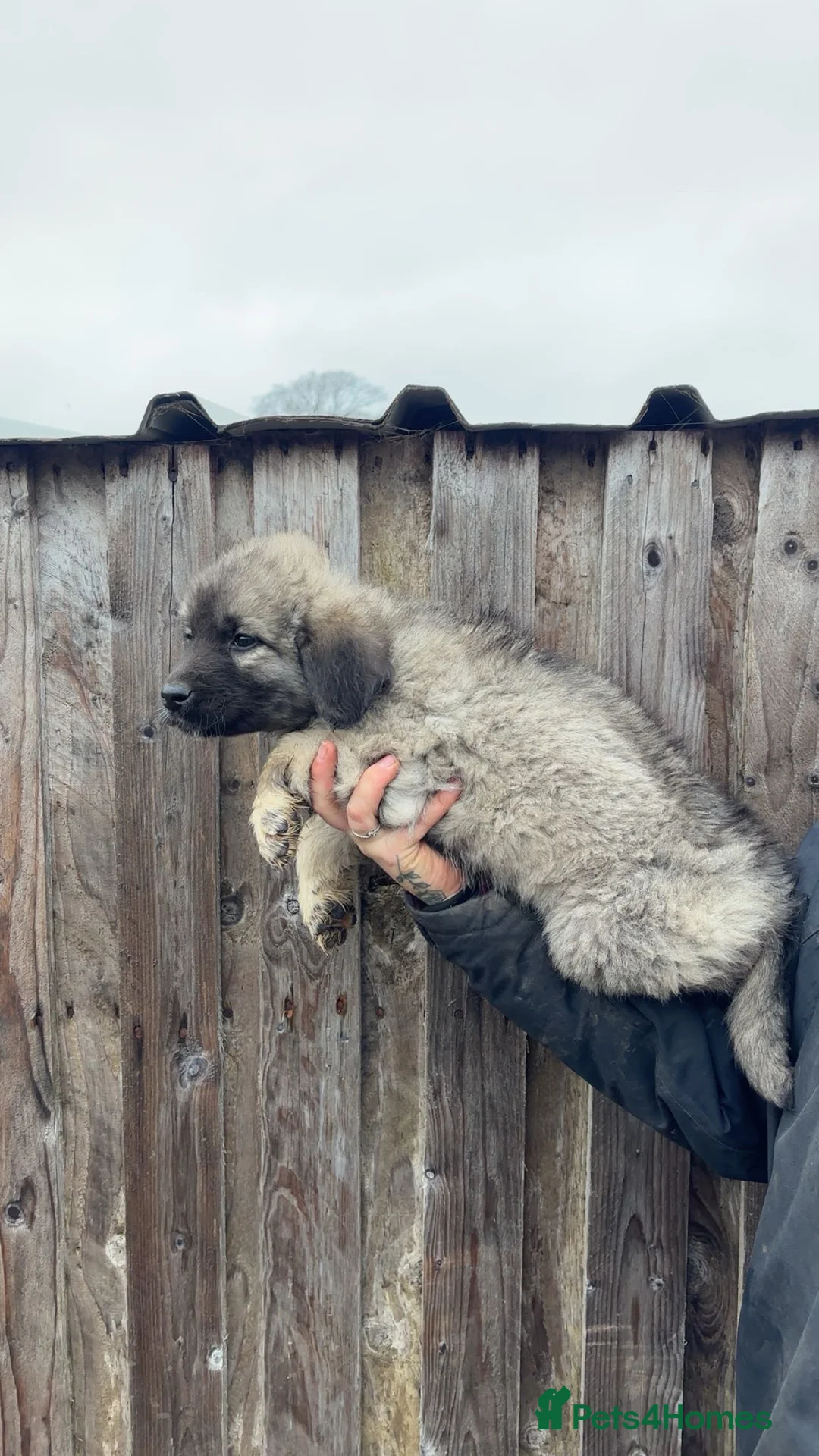 Caucasian Shepherd Dog dogs for sale: Caucasian shepherd 100% pure bread puppies  - Advert 2