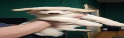 German Shepherd dogs for sale: A Healthy Litter Of 7 German Shepherds - Advert 12