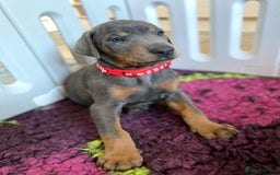 Dobermann dogs for sale: DOBERMAN PUPPIES (BOTH KC HEALTH TESTED PARENTS) - Image 10