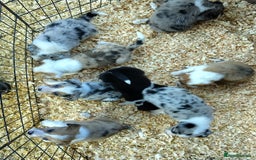Border Collie dogs for sale: Border Collie Puppies  - Image 3