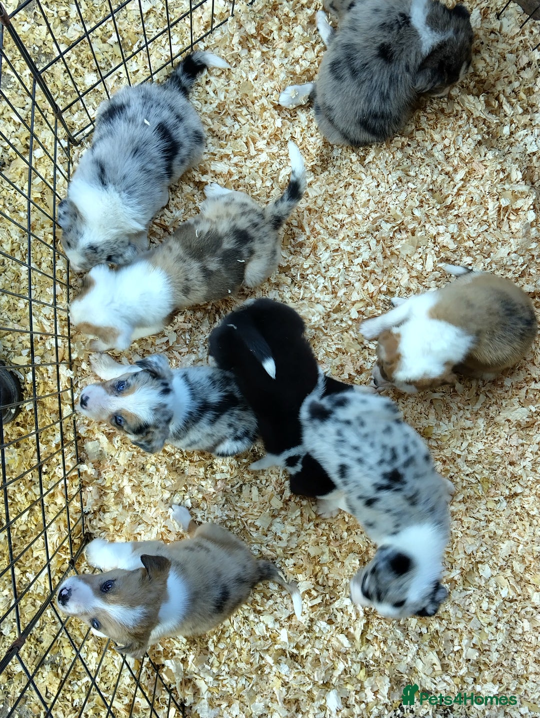 Border Collie dogs for sale: Border Collie Puppies  - Image 3