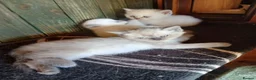 British Shorthair cats for sale: Beautiful British Shorthaired kittens  - Advert 5