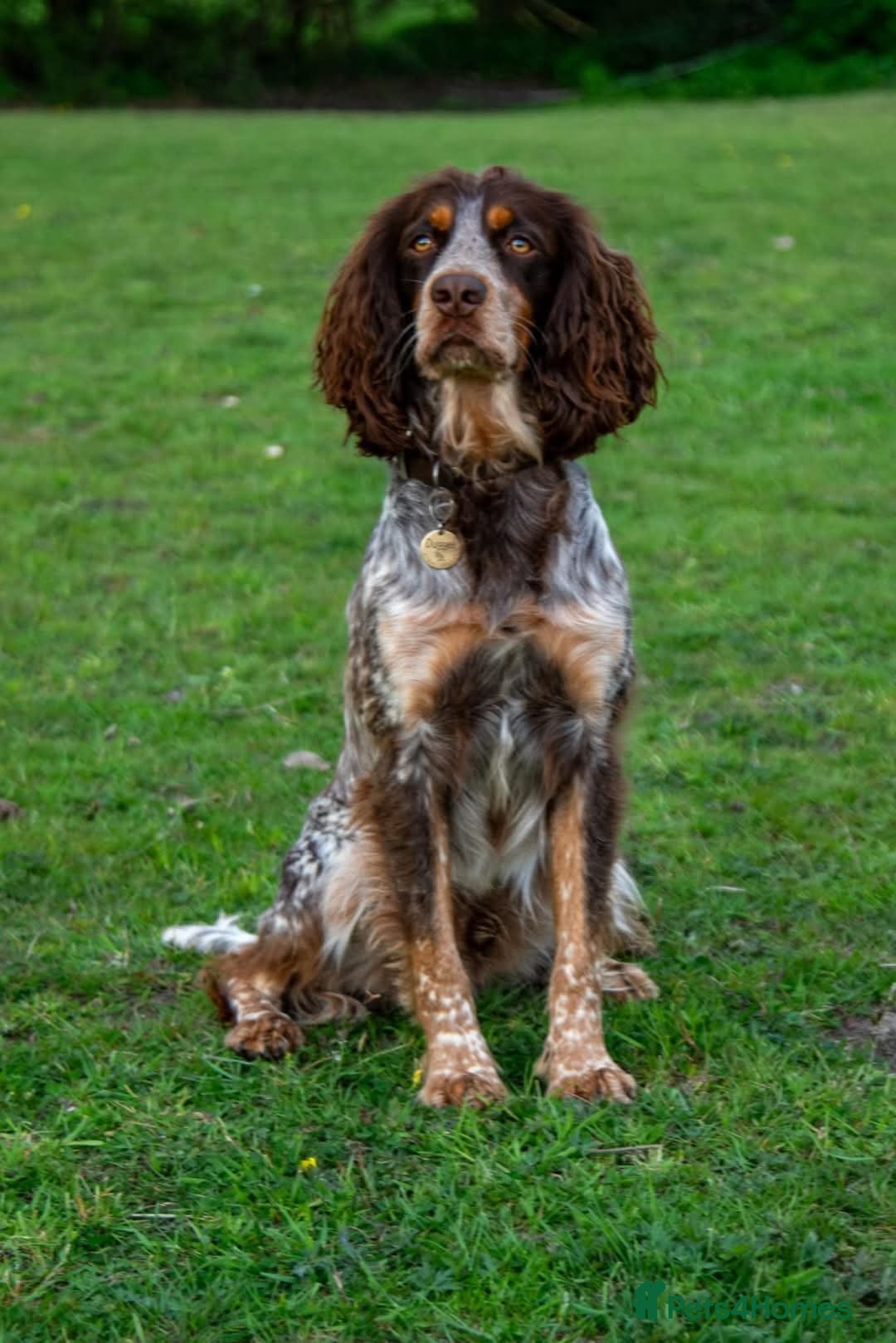 Cocker Spaniel dogs for stud: FOR STUD  - Advert 5
