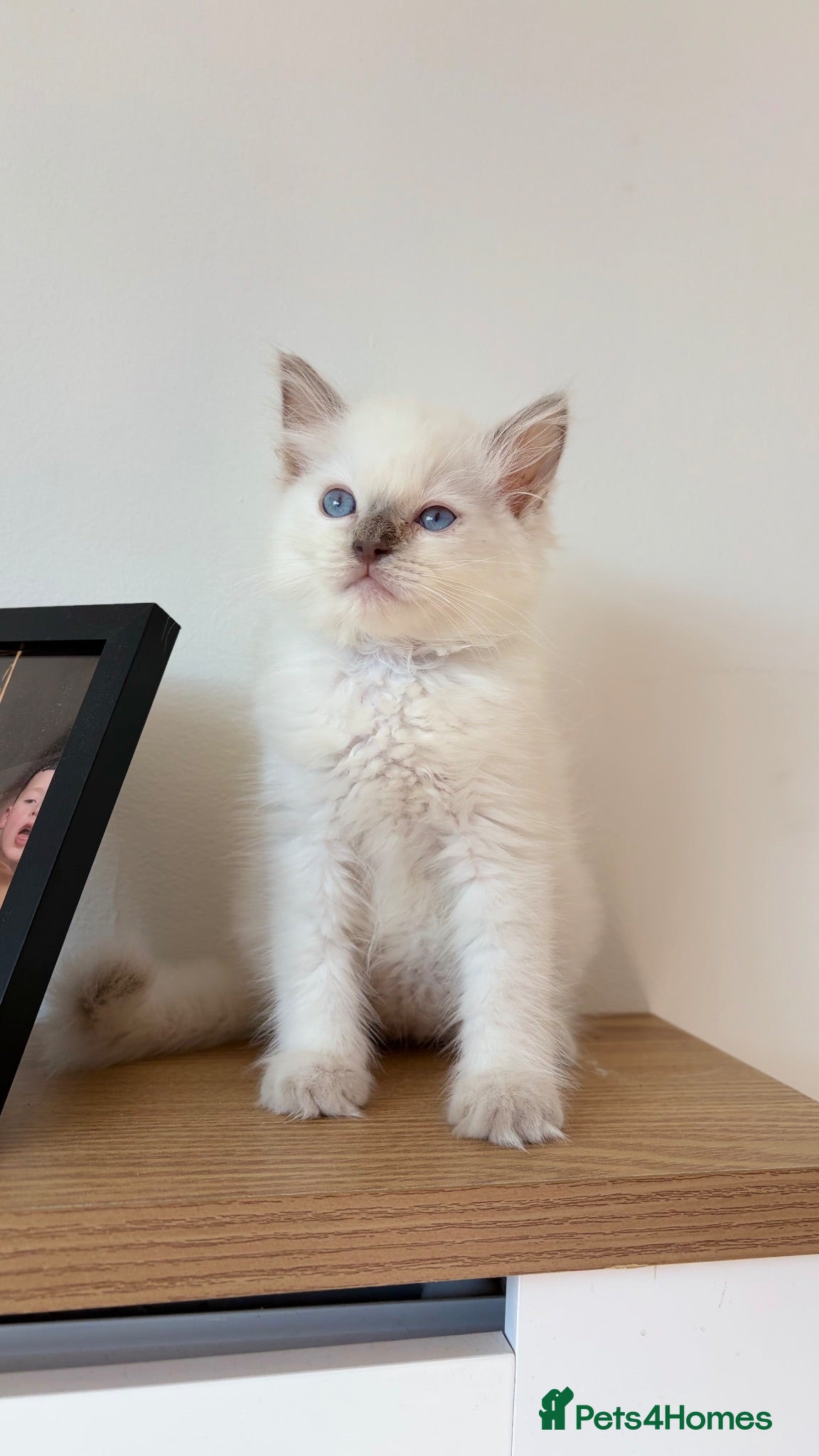Ragdoll cats Last lilac male ragdoll kitten - Advert 18