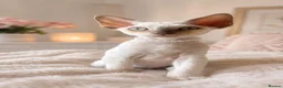 Devon Rex cats for sale: READY NOW 3 stunning Devon Rex Boys Available GCCF - Advert 11