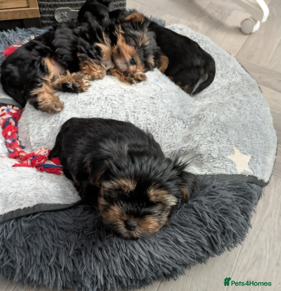 Yorkshire Terrier dogs for sale: Cute yorkies for sale - Advert 7