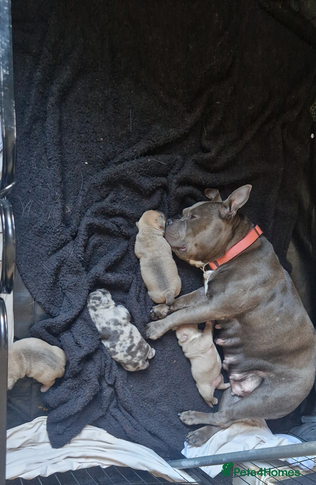 American Bully dogs for sale: Pocket bully pups  - Image 5