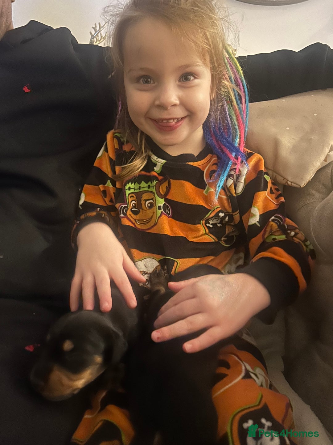 Miniature Dachshund dogs for sale: 3 black & tan boys - Advert 6