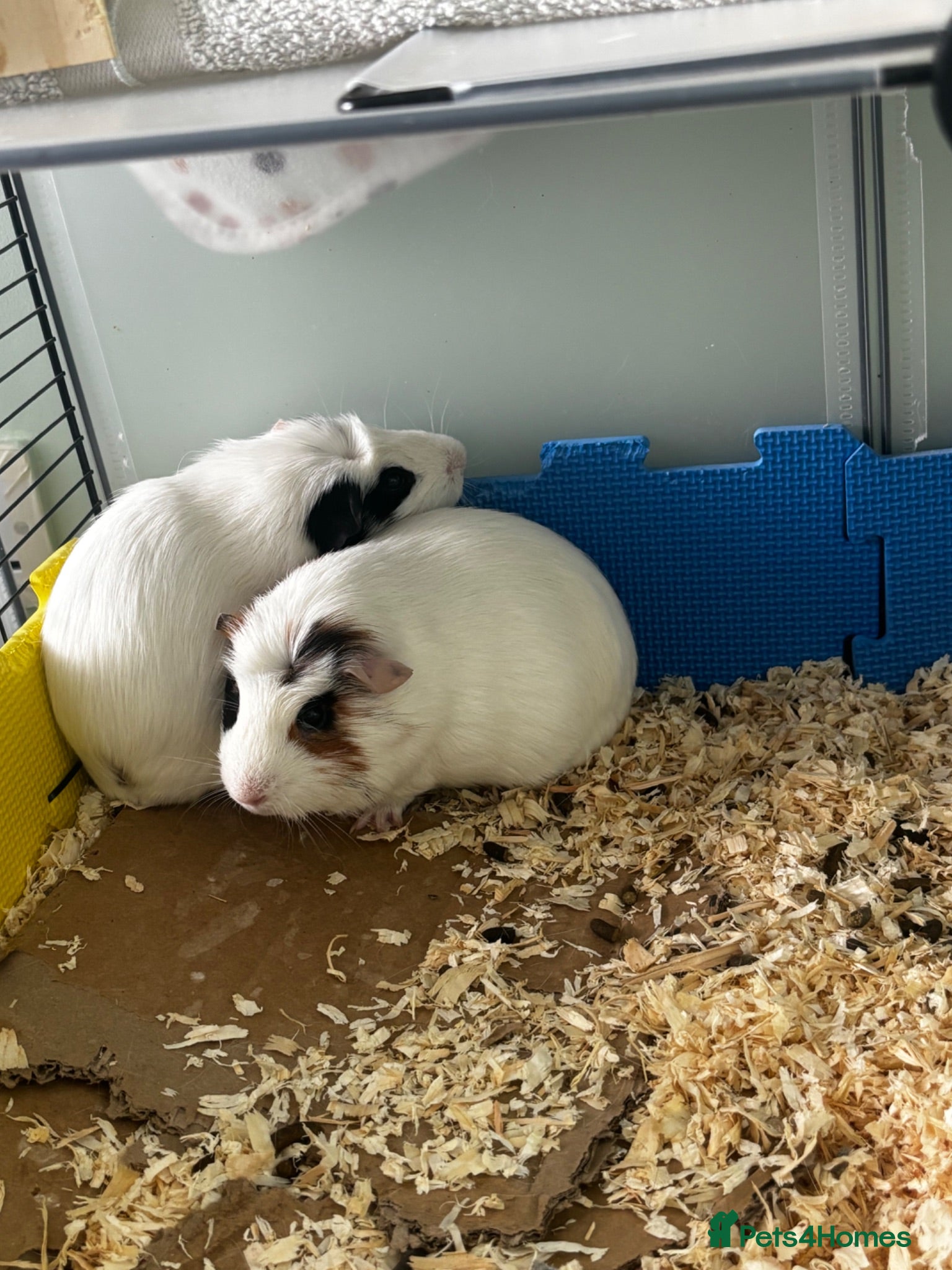 Guinea Pig rodents 3 male guinea pigs for sale - Advert 1