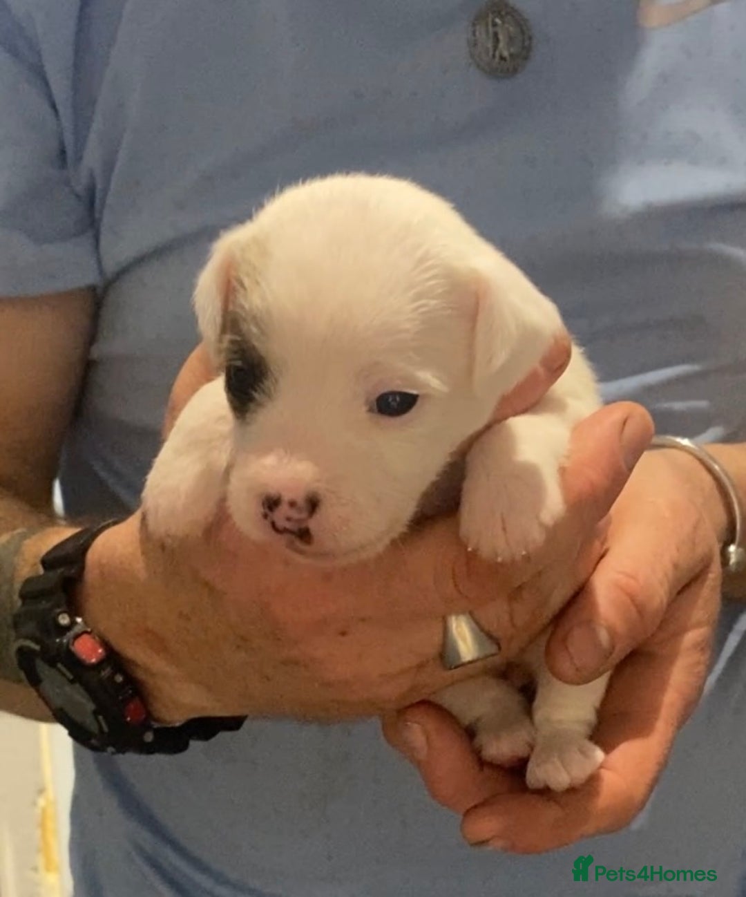 Parson Russell dogs for sale: KC Reg Champion lineage Puppys - Image 30