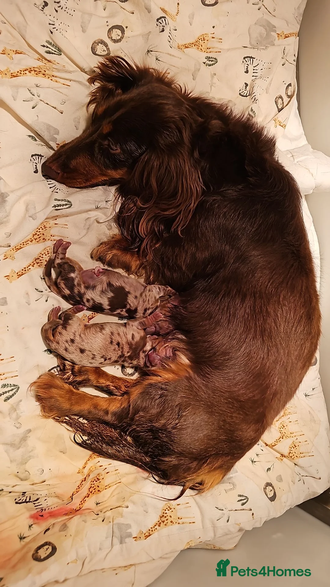 Miniature Dachshund dogs for sale: Miniature dachshund long haired - Advert 1