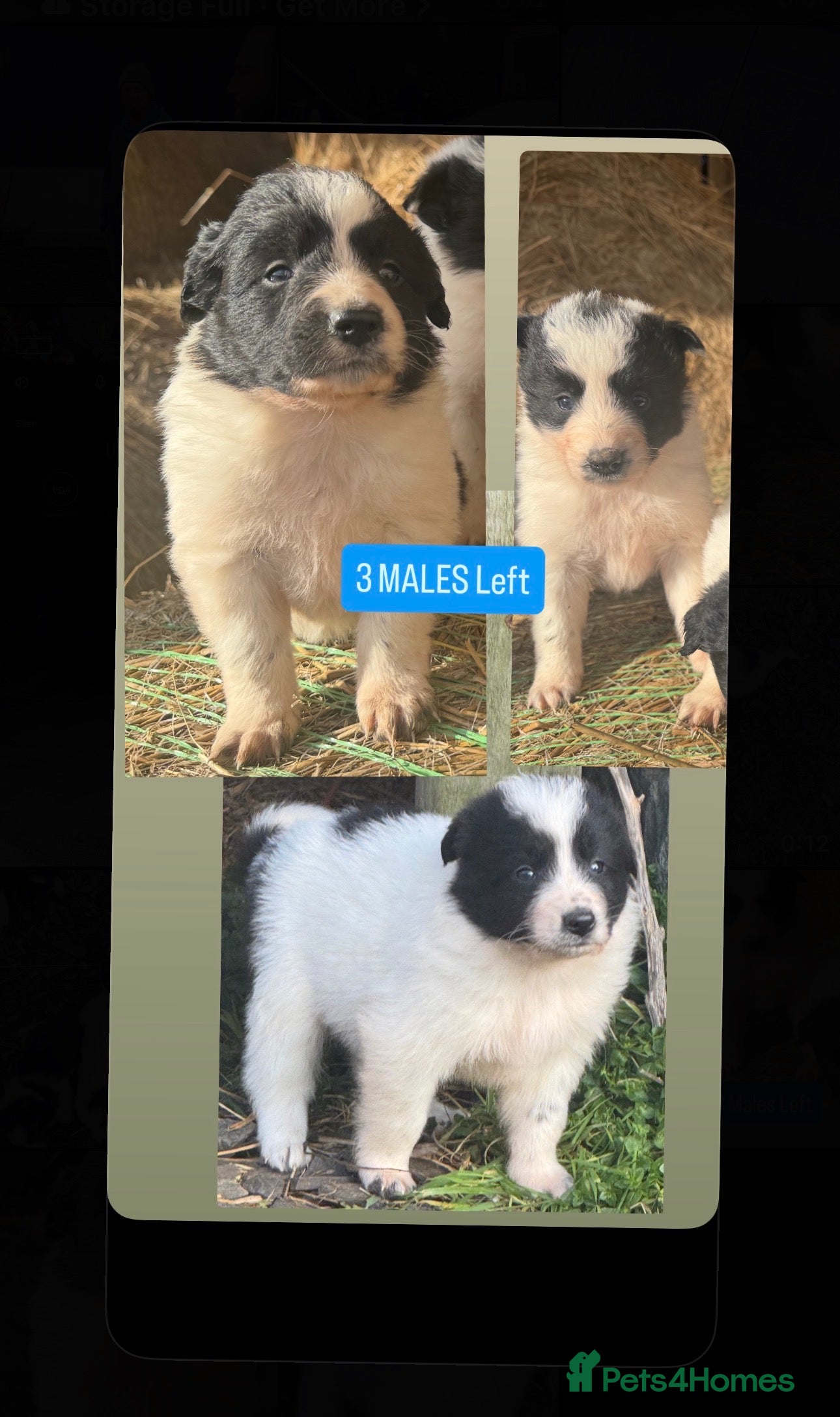 Border Collie dogs Very cute Border Collie Pups From Working Dogs - Advert 10