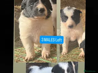 Border Collie dogs Very cute Border Collie Pups From Working Dogs - Advert 10