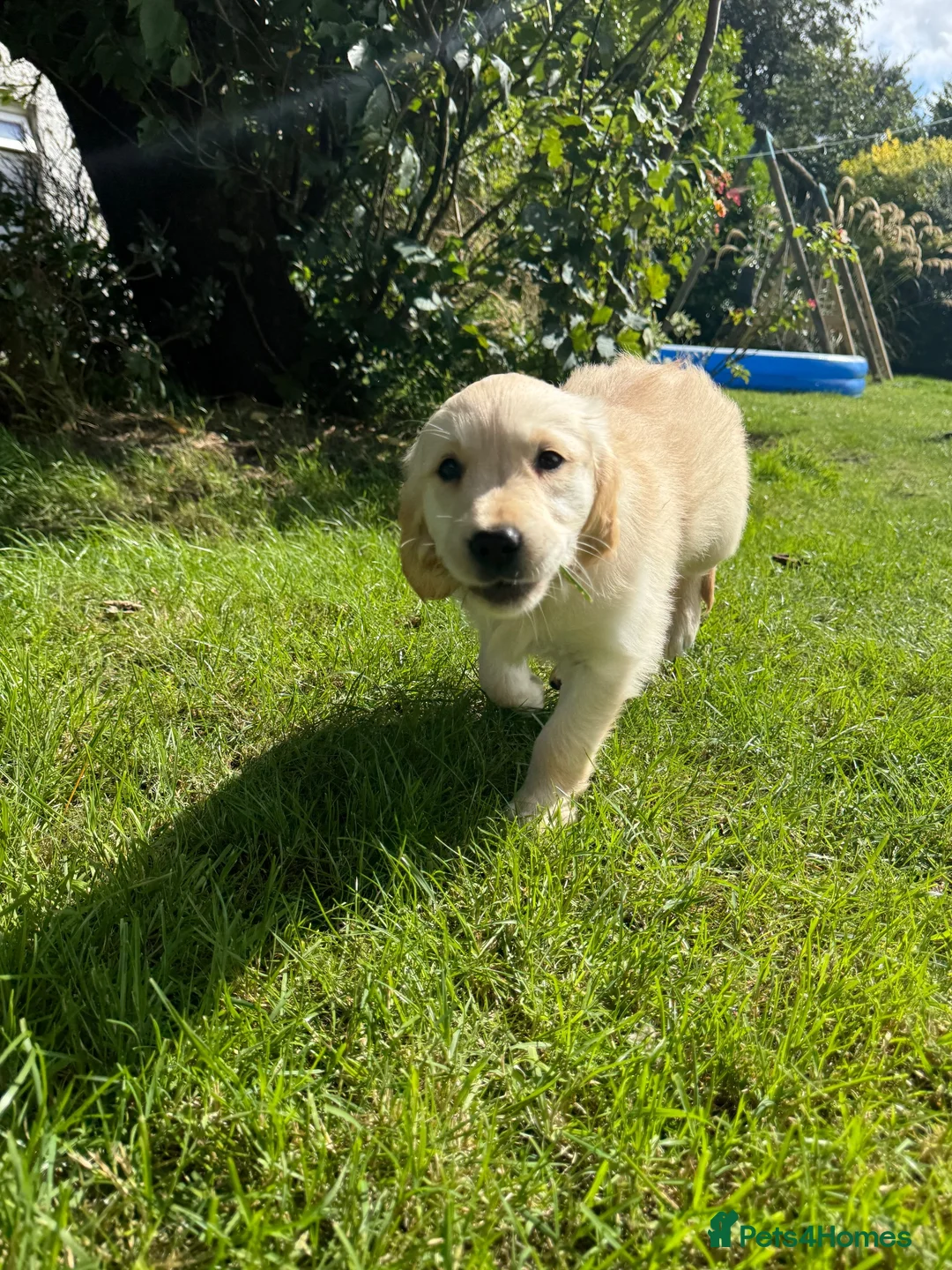 Golden Retriever dogs for sale: Golden Retriever Puppies  - Advert 1