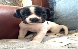 Springador dogs for sale: STUNNING SPRINGADOR PUPPIES  - Image 32
