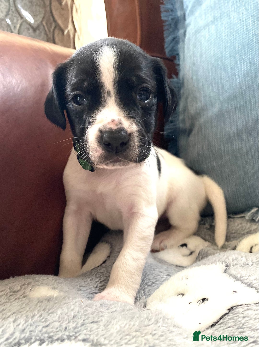 Springador dogs for sale: STUNNING SPRINGADOR PUPPIES  - Image 32