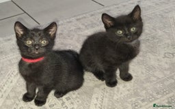 Domestic Shorthair cats for sale: 7 beautiful kittens!!!🐈‍⬛🐈‍⬛🐈‍⬛ - Image 16