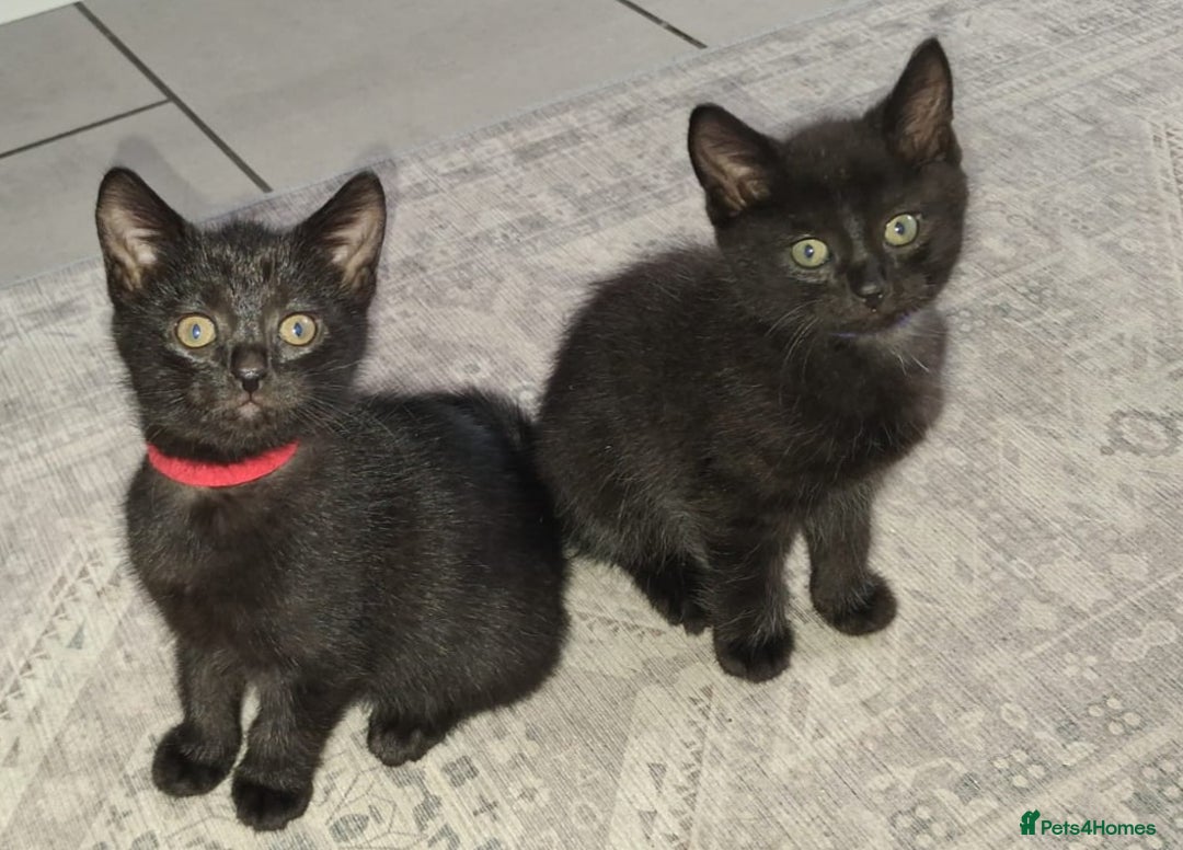 Domestic Shorthair cats for sale: 7 beautiful kittens!!!🐈‍⬛🐈‍⬛🐈‍⬛ - Image 16